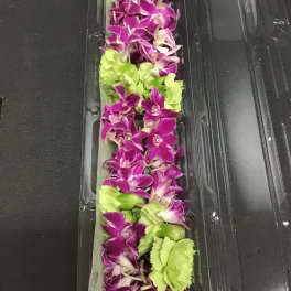 Lei 20