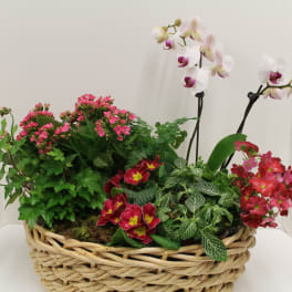 Mixed blooming plants in a woven basket with white orchids and pink flowers