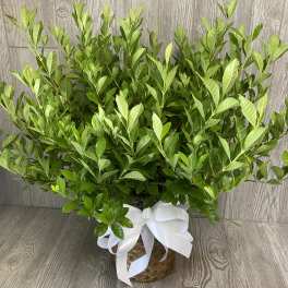 Basket of lush green potted foliage tied with a white ribbon