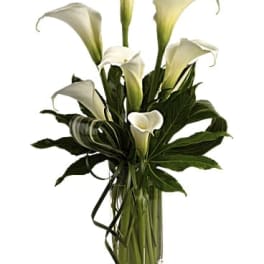 White calla lilies in a clear glass vase with dark green foliage