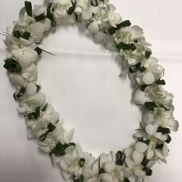 Lei 25