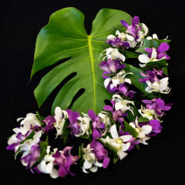 Lei 6