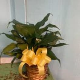 Potted green plant with a yellow ribbon bow