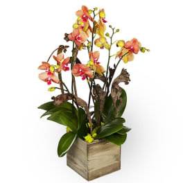 Orchid arrangement in a wooden cube planter