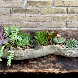 Succulent arrangement in a driftwood planter with pebbles