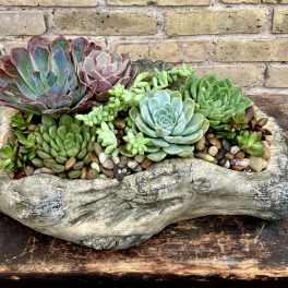 Succulent arrangement in a rustic stone planter with mixed rosette plants