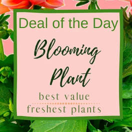 Blooming Plant Deal of the Day