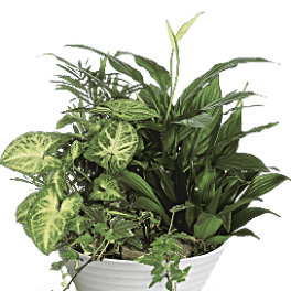 Potted houseplant arrangement in a white bowl planter