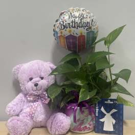 Potted green plant with a birthday balloon, teddy bear, and gift card