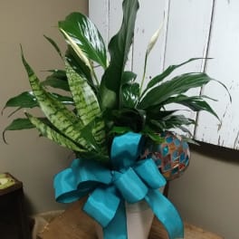 Potted green houseplants arranged with a large blue ribbon