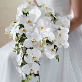Bride holding a cascading bouquet of white orchids