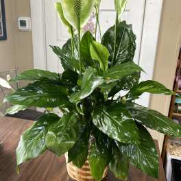 Potted peace lily plant with glossy green leaves and white spathes in a woven basket