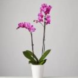 Two Stem Orchid Planter by BloomNation™