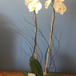 White orchid arrangement in a striped square pot with a ribbon
