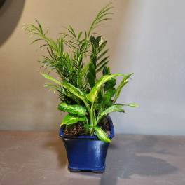 Potted green houseplant in a blue ceramic planter
