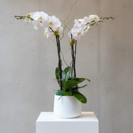2 Double stemmed orchids