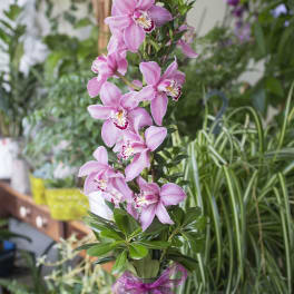Pink orchids arranged in a clear glass vase with a purple ribbon