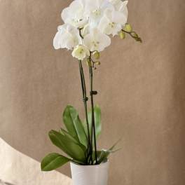White orchid plant in a white pot on a table