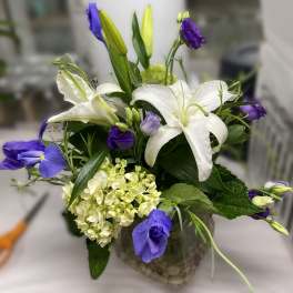 Iris Lilly