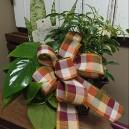 Potted houseplants with a large plaid ribbon bow