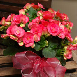 Pink flowering plant with a large ribbon bow in a wooden crate