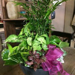 Potted green houseplant arrangement with a pink ribbon bow
