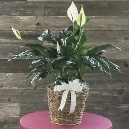 Potted peace lily in a woven basket with a white ribbon