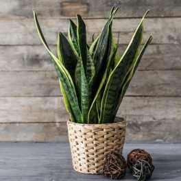 Potted snake plant in a woven basket planter with decorative wicker balls