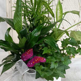 Potted green houseplant arrangement with a white bow and purple butterfly decoration