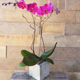 Colorful Orchid Plant