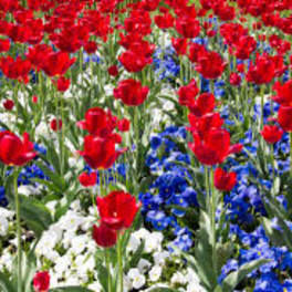 Field of red tulips with blue and white flowers