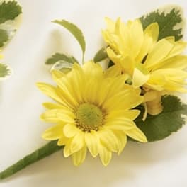Yellow daisy-like flowers with green leaves on a white background