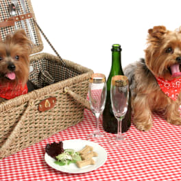 Two small dogs beside a picnic basket with champagne glasses and a bottle
