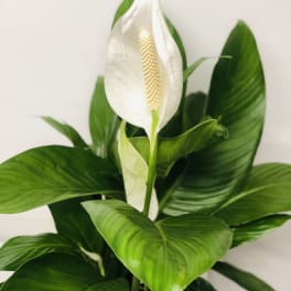 White peace lily bloom with glossy green leaves