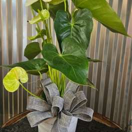White Anthurium plant