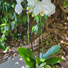 Pure White Orchid Garden