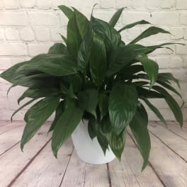 Potted green houseplant in a white container