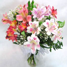 Adorable Alstromeria
