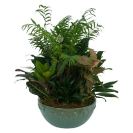 Large Sized Dish Garden