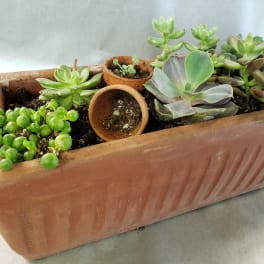 Rectangular terracotta planter with assorted succulents and small empty pots