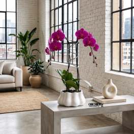 Potted purple orchids in a white planter on a concrete table