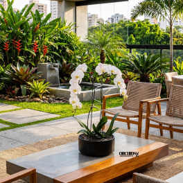 White orchid plant in a black pot on a low table