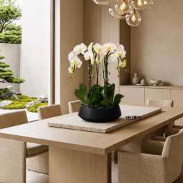White orchids arranged in a black bowl on a dining table