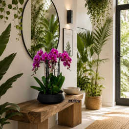 Pink orchids in a black planter on a wooden bench in a bright room