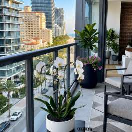 White orchids in a white pot on a balcony with city and ocean views.
