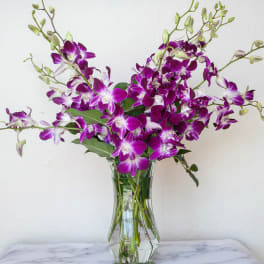 Orchids in a Vase