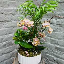 Potted orchid arrangement with pale pink blooms in a white ceramic planter