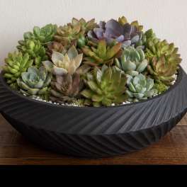 Succulent arrangement in a black textured bowl planter