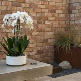 White Phalaenopsis Orchid Arrangement – 6 Stem Luxury Design