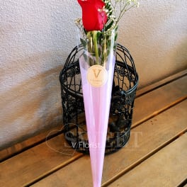 Single red rose with white filler flowers wrapped in a pink cone sleeve.